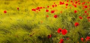 coquelicot